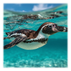 Penguin Marine Turquoise Marine Nature Design