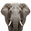 Elephant Portrait Majestic Wildlife Design