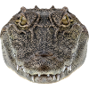 Crocodile Portrait Detail Wildlife Design