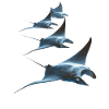 Manta Ray, Devil Ray, Stingray, Diver