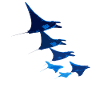 Manta Ray, Devil Ray, Stingray, Diver