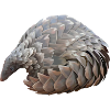 Pangolin Hand Drawn