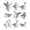 Gray Geese Silhouettes Pattern