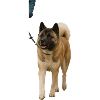 Akita