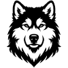 Alaskan Malamute black white