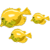 Pisces