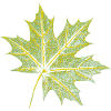 Maple Leaf - Forest & Nature BOTANIK