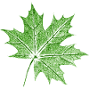 Leaf Maple / Maple Leaf