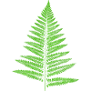 Leaf Fern - Botany Plants