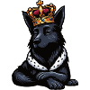 Black German Shepherd German Shepherd Owner