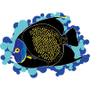 Angelfish - Pomacanthus paru