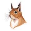 Tête d’écureuil illustrée