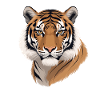 Tiger Head Illustration Wild Pattern