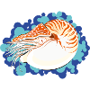 Nautilus Pompilius - Retro Marine Art