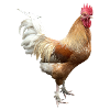 Rooster