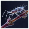 Fascinating Aphid Macro Insects Graphic