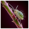 Green Aphid Macro – Exotic Insect Design