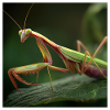 Praying mantis macro elegant mantis