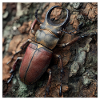 Edler Hirschkäfer – Majestätischer Geweihkäfer