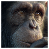 Chimpanzee Portrait – Realistic Monkey Focus