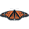 Butterflies: The monarch butterfly