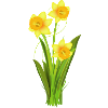Glowing daffodils – spring flowers