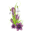 Perce-neige et crocus délicats illustrés