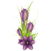 Delicate purple crocuses in elegant illustration