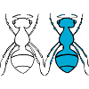 Duo Fourmis