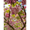 Cherry blossom magic in spring