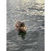 Duck on calm water