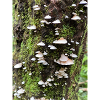 Moss-covered mushroom colony on the tree