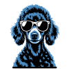 black poodle