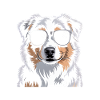 Australian Shepherd