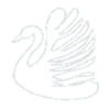 swan