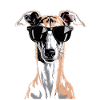 Lévrier Windhund