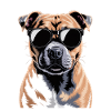 Staffordshire Bull Terrier