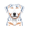 Bernese Mountain Dog