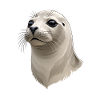 Seal Head Illustration
