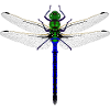 Neon Dragonfly Kybalion Combination Design Woman