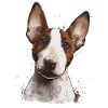 Bull Terrier Portrait – Illustrative Dog