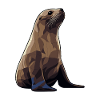 Seal Animal Sea Lion