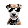 Lakeland Terrier