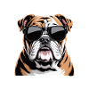 Bouledogue