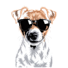 Jack Russell Terrier
