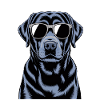 Labrador noir