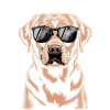 Brauner Labrador 