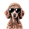 Brown Poodle