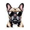 Bouledogue français Frenchie
