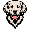 Golden Retriever front farbig